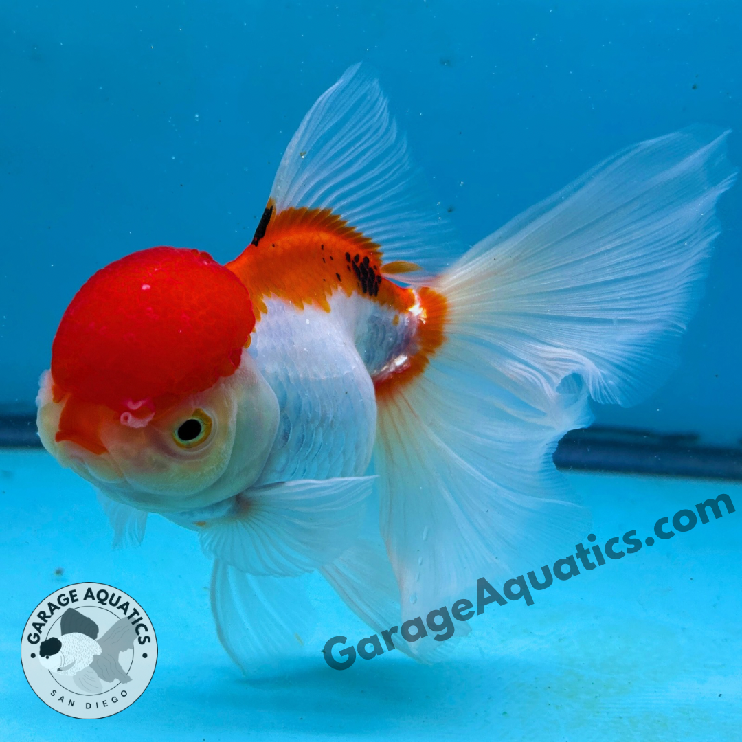 Live Premium Fancy Goldfish Thai Oranda Red Cap 4” body Female 8 Months (JC-107) Show Tank