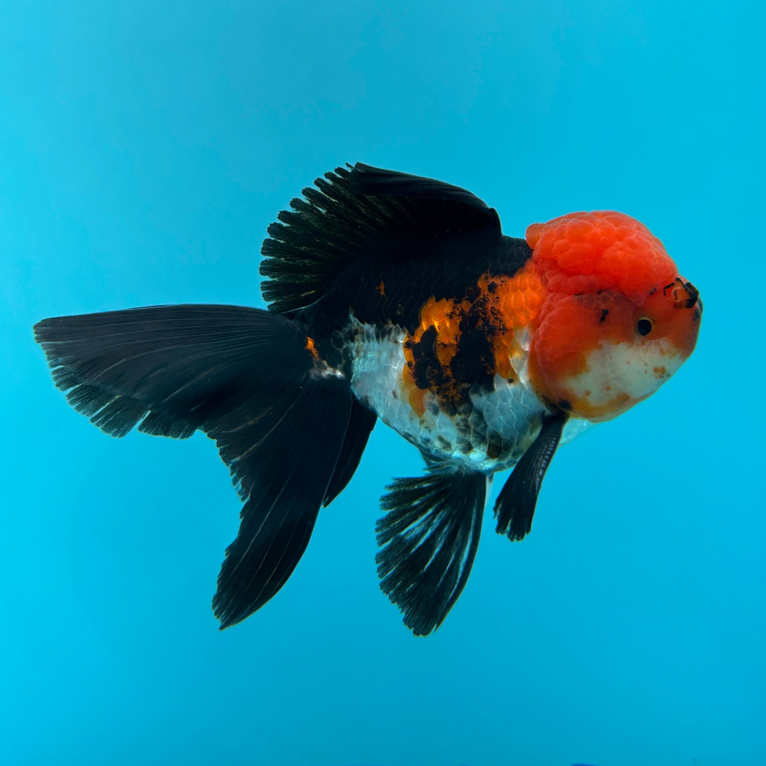 Grade AAA Thai Oranda Tri-Color Lava Head Orchid Strong Body Structure 3.5” Body Male 8 Months (JC-016)