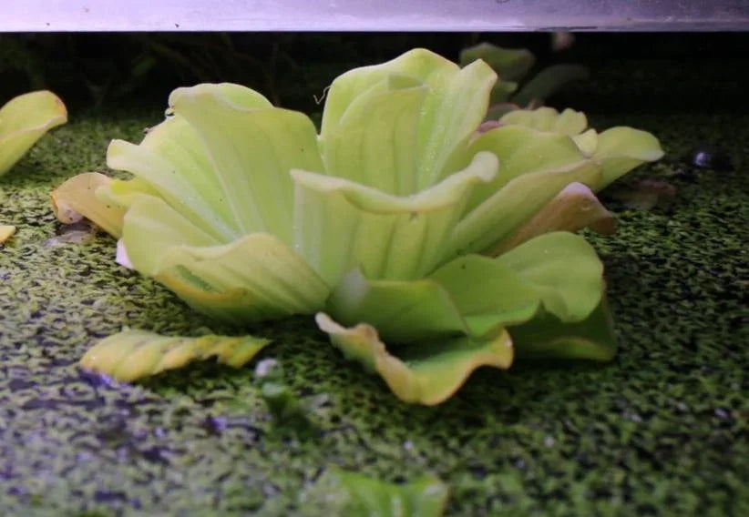 Green duckweed floating on the water surface in an aquarium.