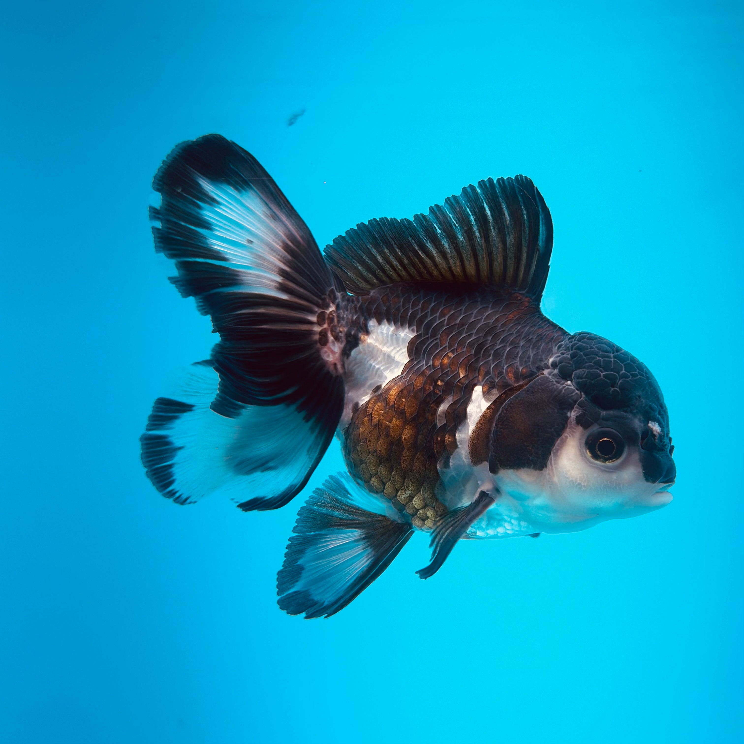 Live Premium Fancy Goldfish Thai Oranda 2"-4" Body Panda (Our Choice)