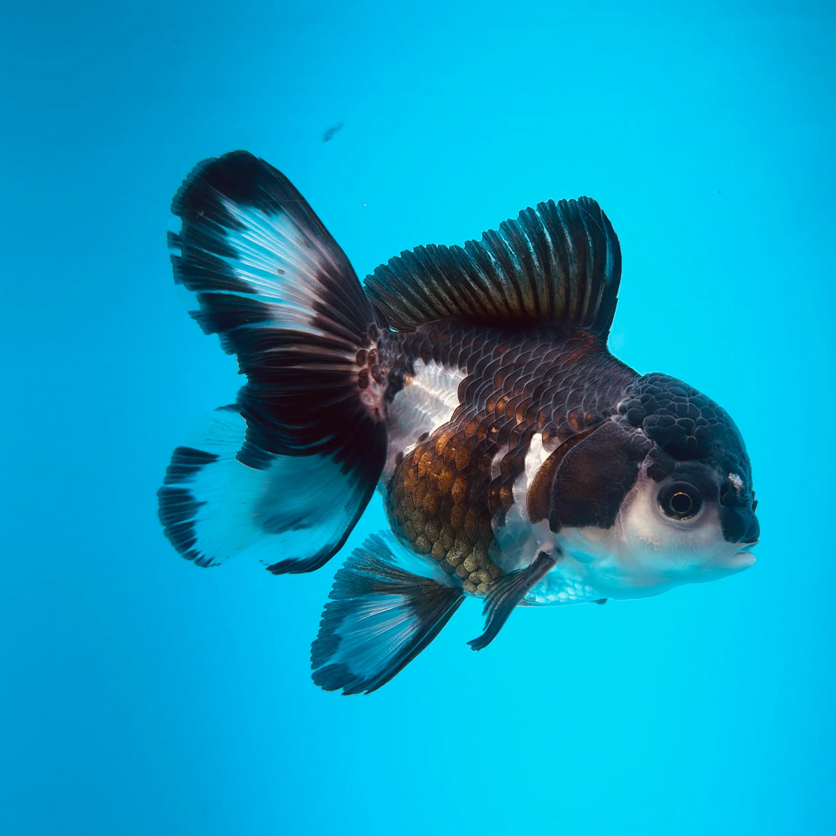 Live Premium Fancy Goldfish Thai Oranda 2"-4" Body Panda (Our Choice)