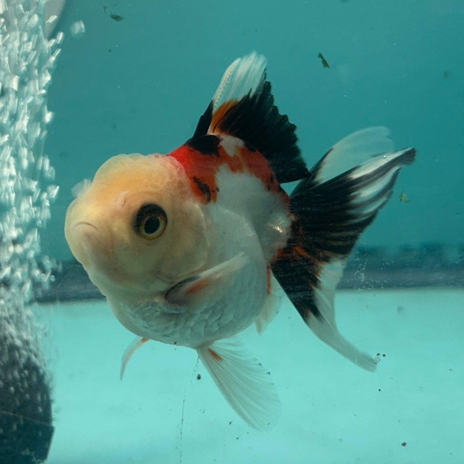 Live Premium Fancy Goldfish Thai Oranda Tri-Color 2.5" Male Body (SAK-005)