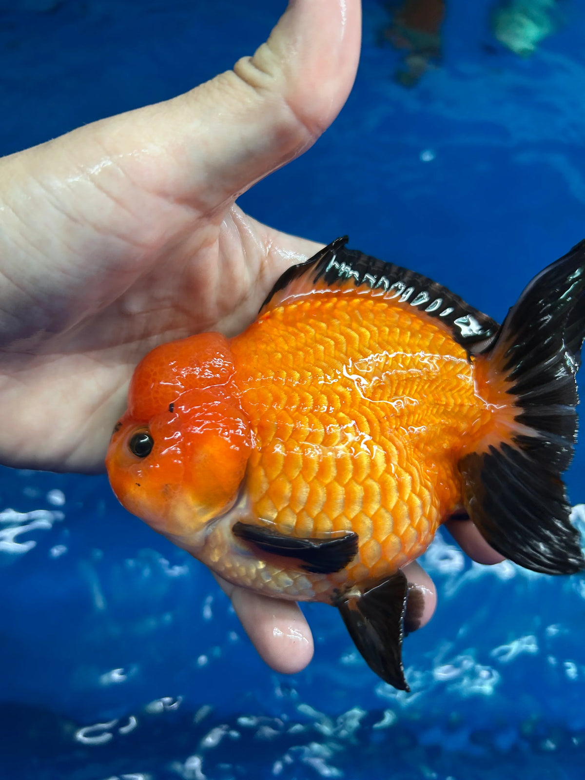Apache Short Tail Thai Oranda Goldfish, 3"-4" Body (Our Choice)