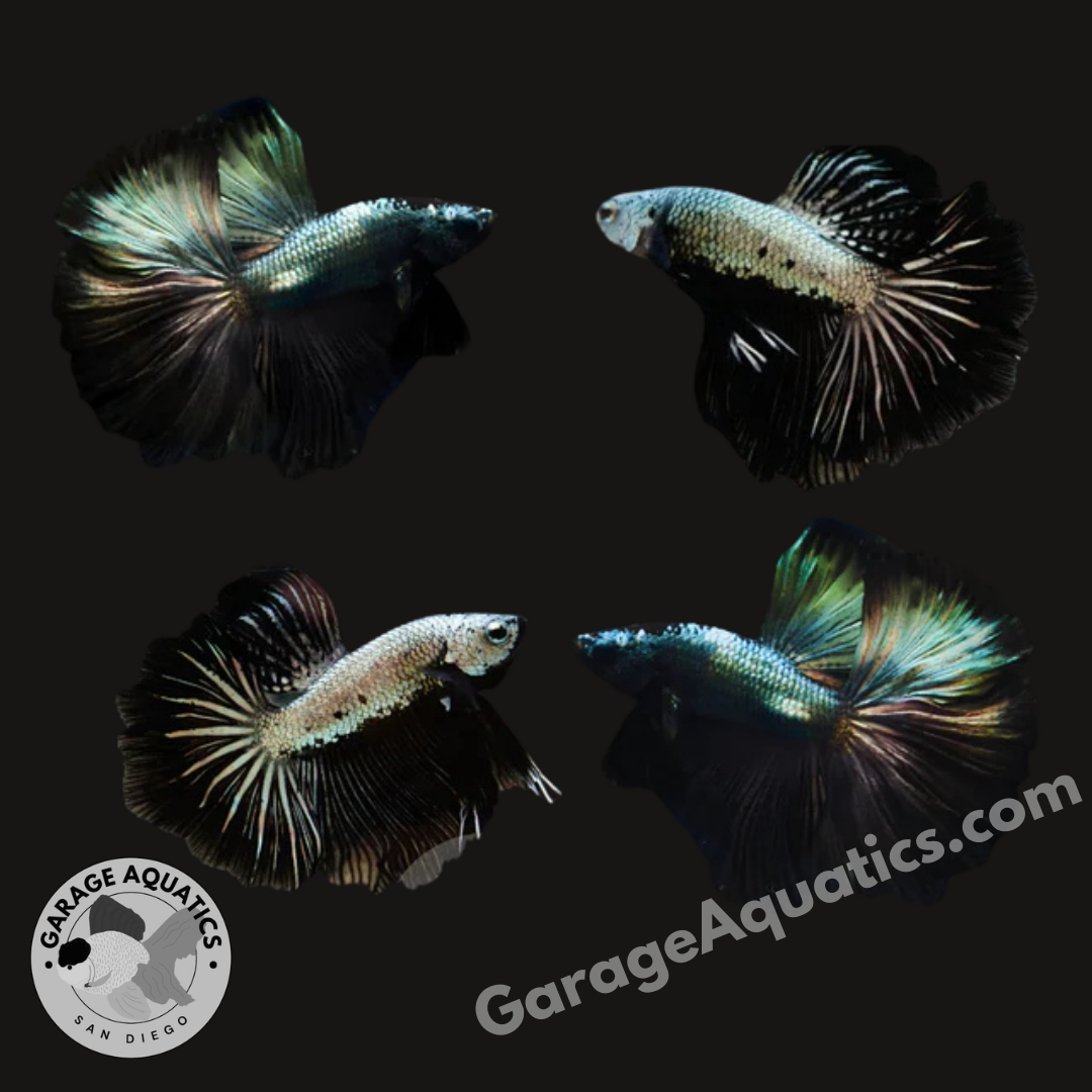 Live Male Betta Black Dragon Mohawk Halfmoon (Our Choice)
