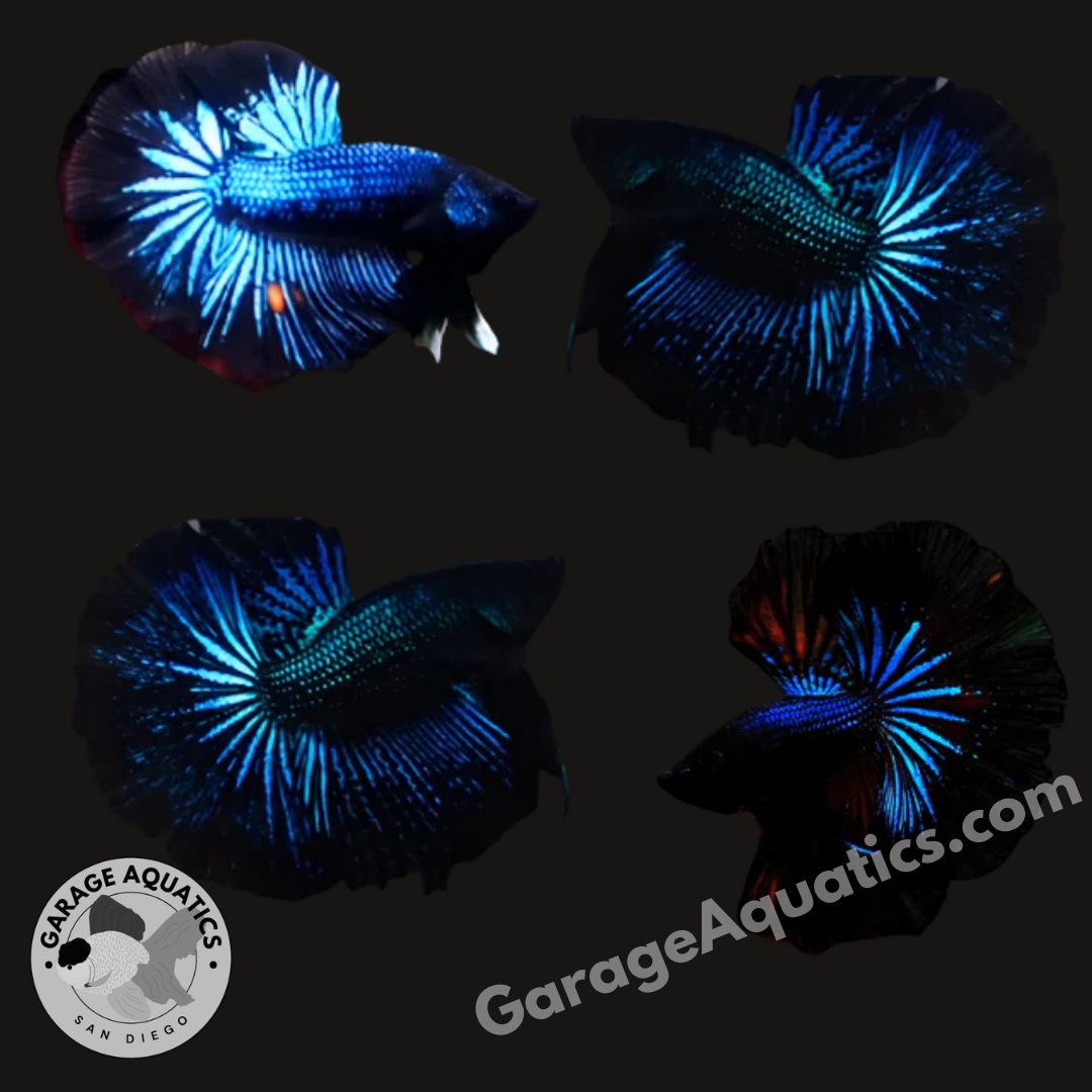 Live Male Betta Black Light Halfmoon (Our Choice)