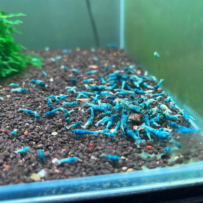 Live Freshwater Aquarium Shrimp Blue Bolt A/S Grade Shrimp (Caridina)