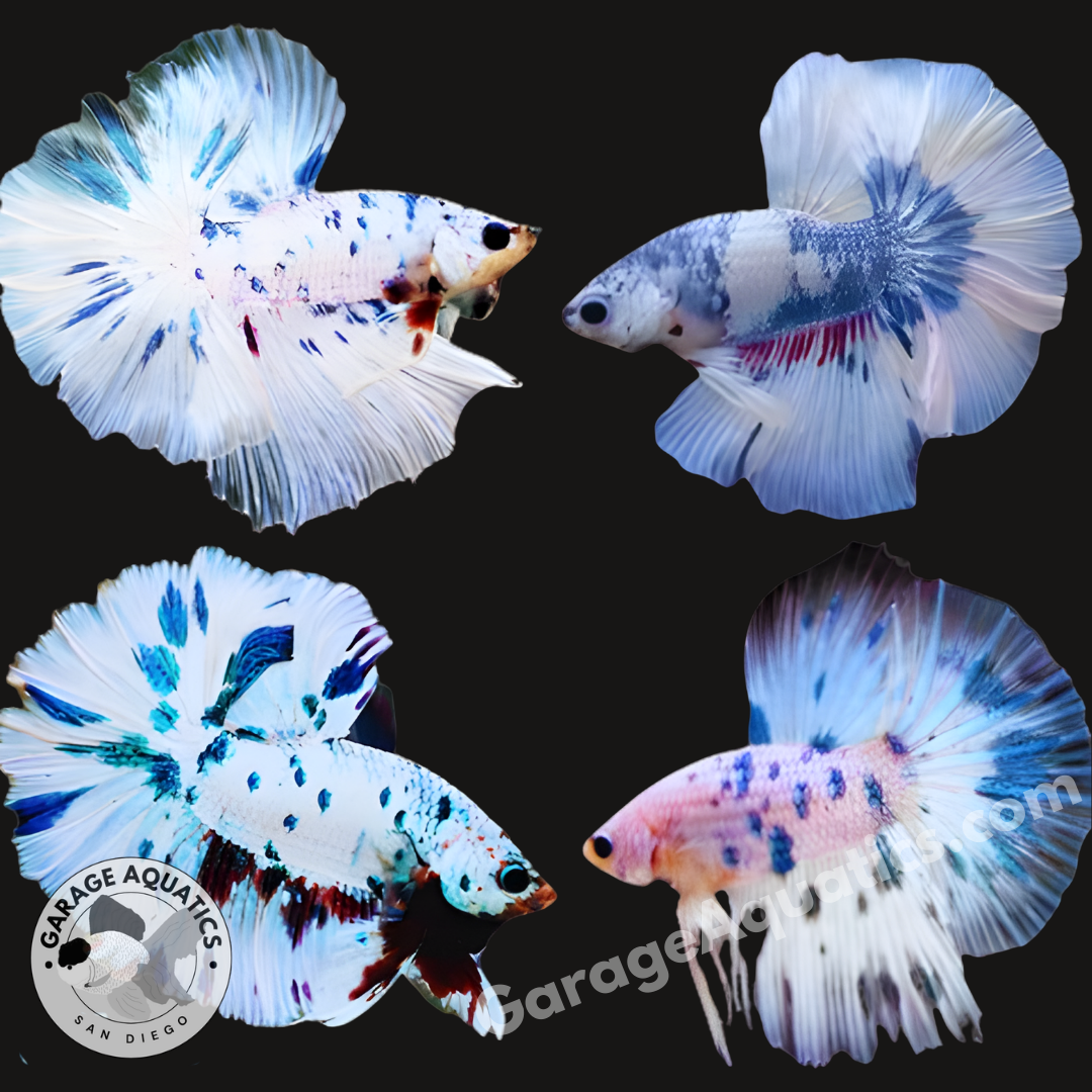 Live Male Betta Blue Marble Polkadot Moo Cow Halfmoon (Our Choice)