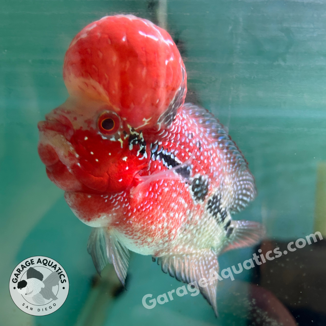 Super Red Dragon Flowerhorn MALE 5" inch BIG KOK