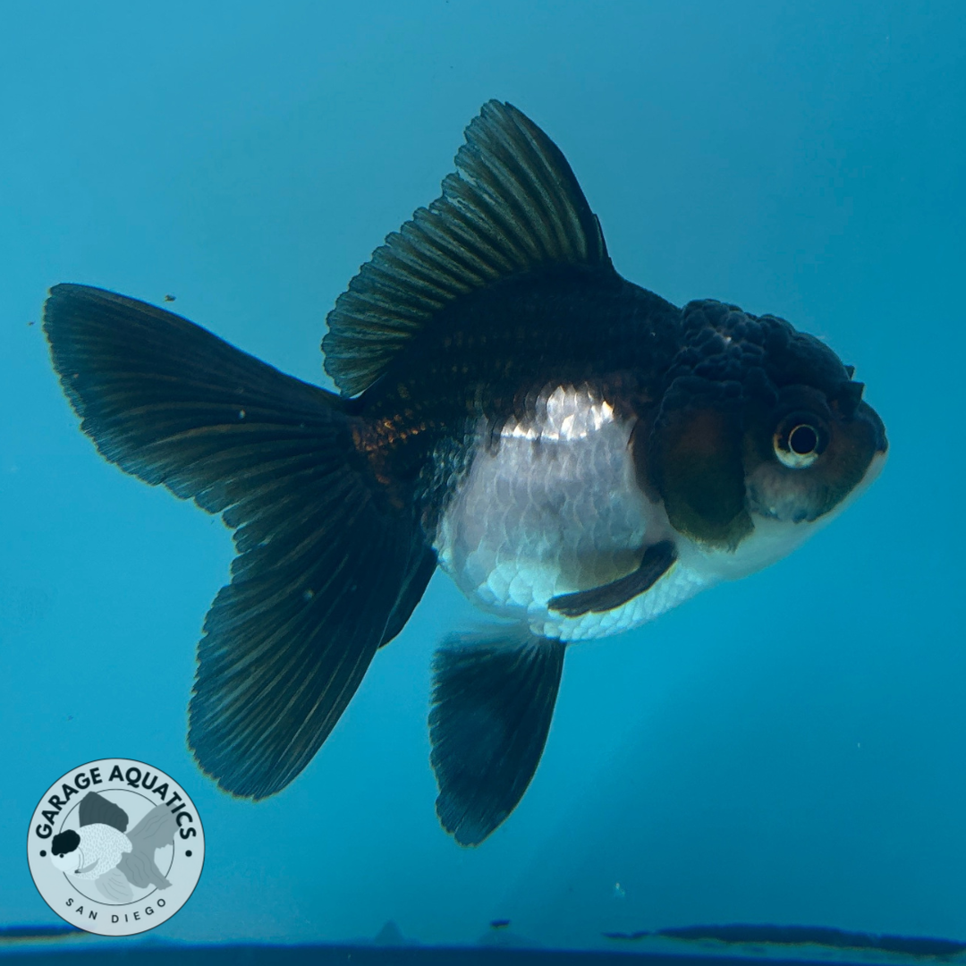 Live Premium Fancy Goldfish Thai Oranda Panda 2” body (JC-055)