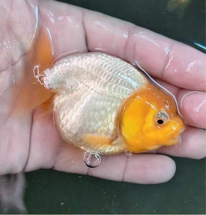 Lemon Head White Body Thai Ranchu Goldfish, 3" Body 6 Months (Our Choice)