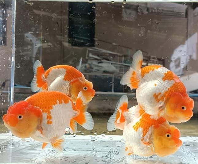 Live Fancy Goldfish Premium Select A Grade Our Choice Mix Color Ranchu 1.5"~2" (Our Choice)