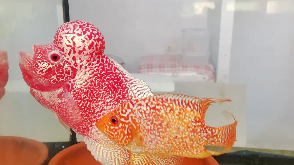 Golden Base Flowerhorn PREMIUM (Our Choice)