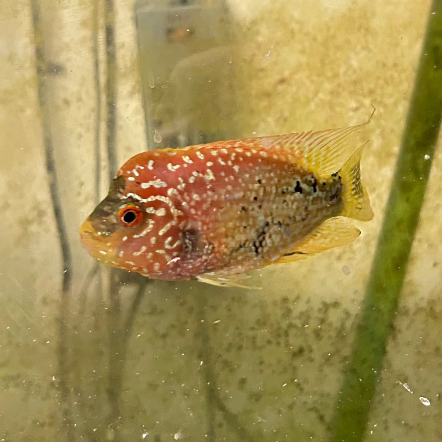 Live Freshwater Golden Base Kamfa 5"+ Male Flowerhorn by Snow X Breed Thailand (FH-001)