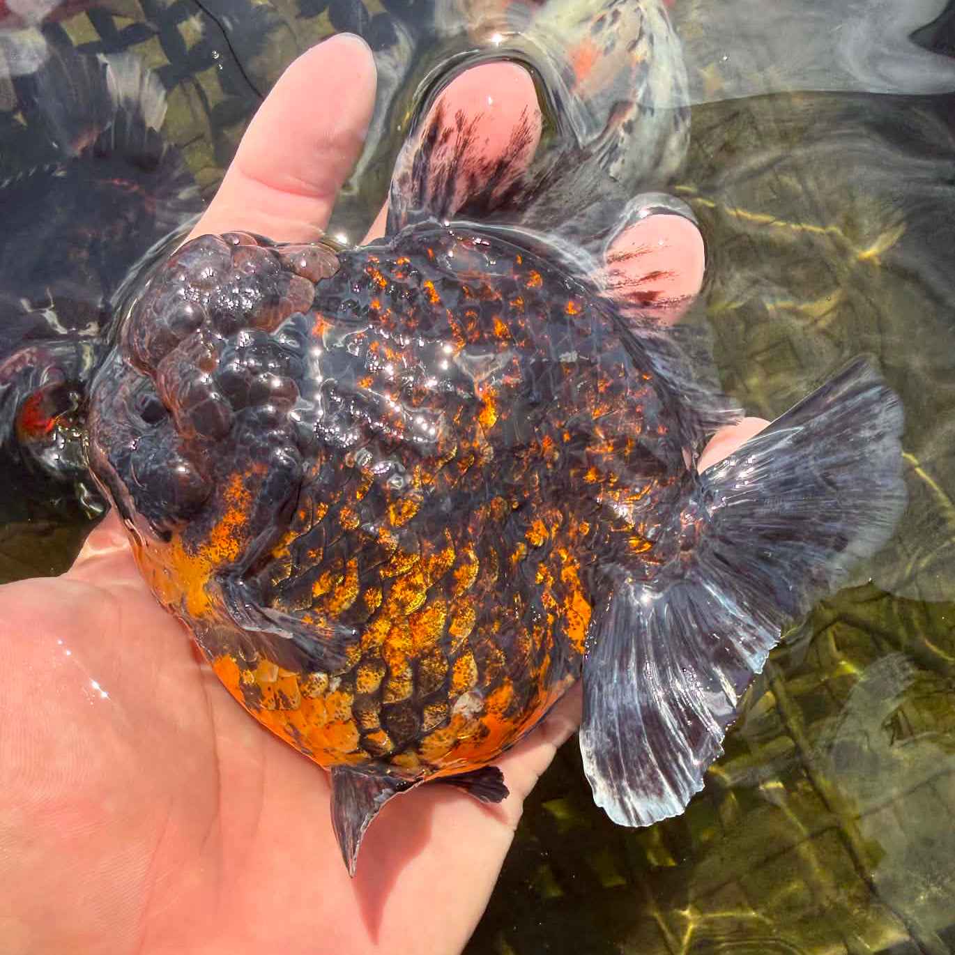Thai Jumbo Tiger Oranda Orchid Tail 4.50 inch Body (NPC-102)