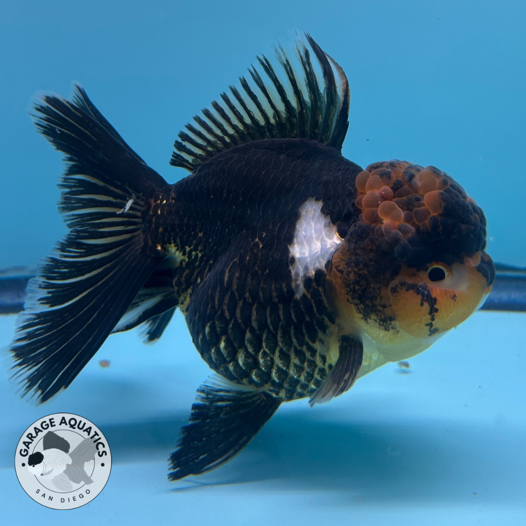 Live Premium Fancy Goldfish Thai Oranda Black & Red Undertone Large Wen Orchid Tail Female 3.5” Body 8 Months (JC-068)