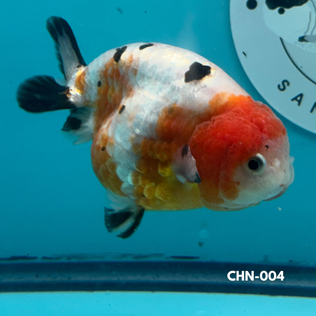 Chinese Ranchu Cow 3.5’’ Female (CHN-004) - GOLDFISH