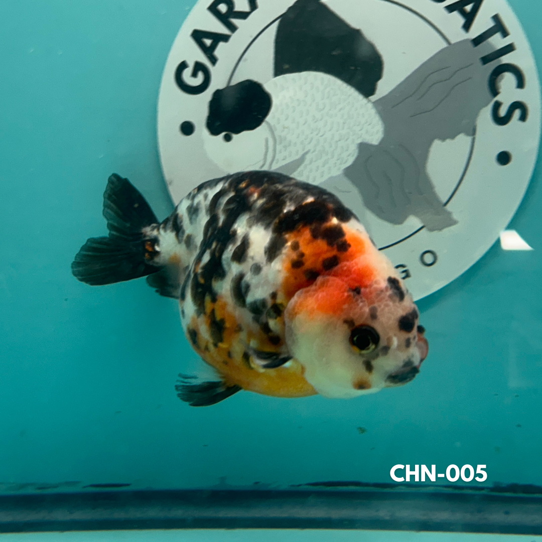 Chinese Ranchu Cow 3.5’’ Male (CHN-005) - GOLDFISH