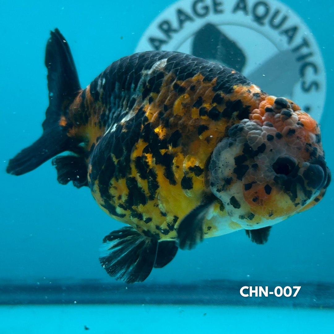 Chinese Ranchu Red Tiger 3.5’’ Male (CHN-007) - GOLDFISH