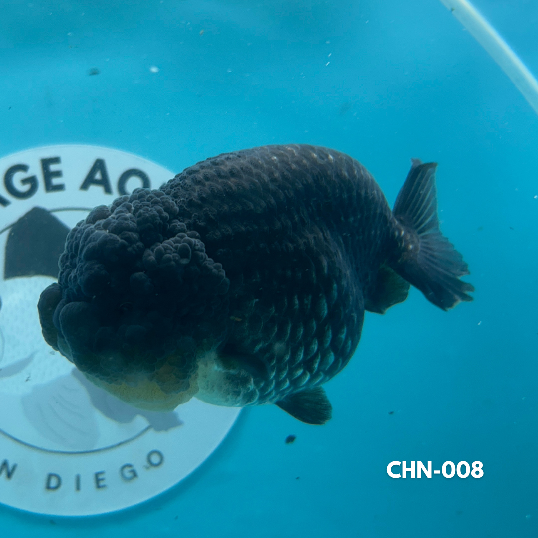 Chinese Ranchu Black Metallic 3.5ββ Female (CHN-008) - GOLDFISH