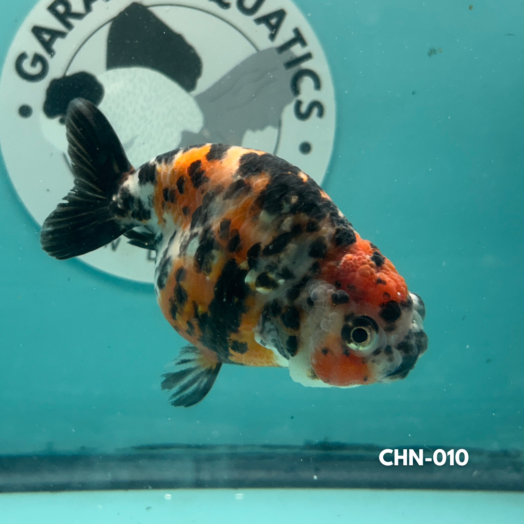 Chinese Ranchu Cow 3.5’’ Male (CHN-010) - GOLDFISH