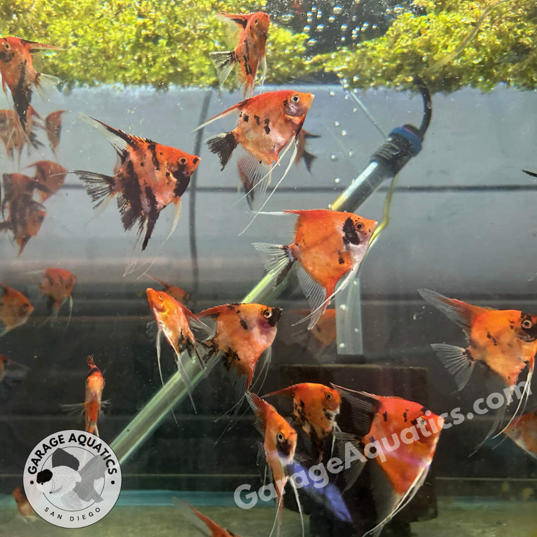Live Freshwater Aquarium Red Devil Super Red Angelfish (Our Choice)