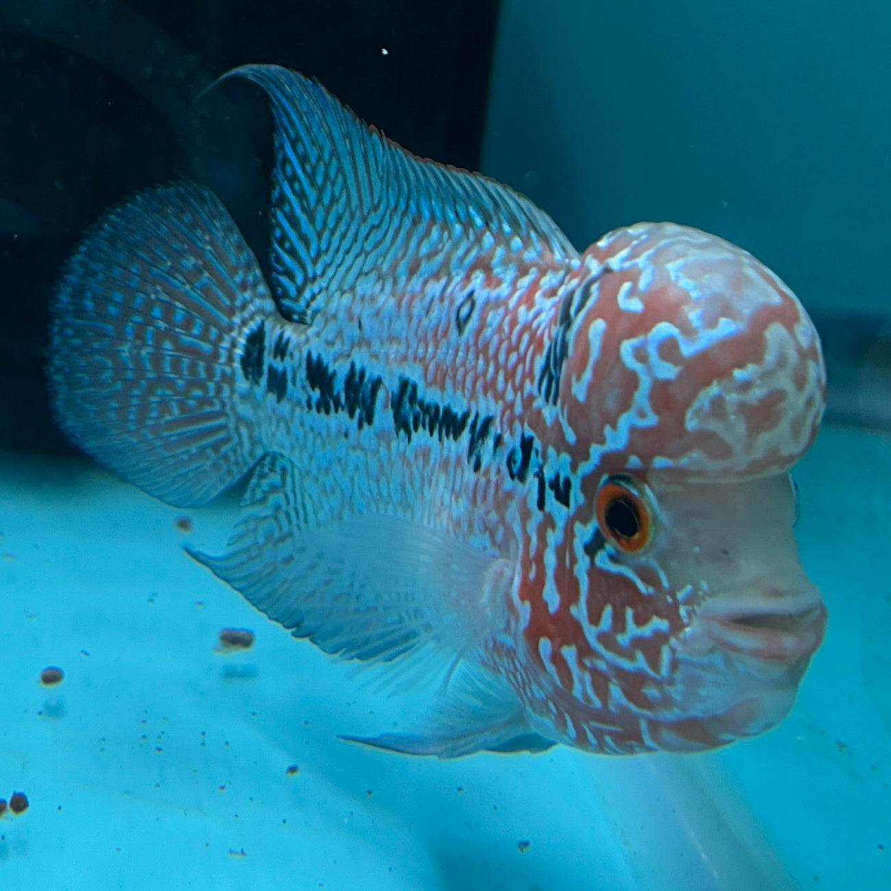 Super Red Dragon Flowerhorn MALE 4" inch King Kamfa BIG KOK (SRD05) D25-03