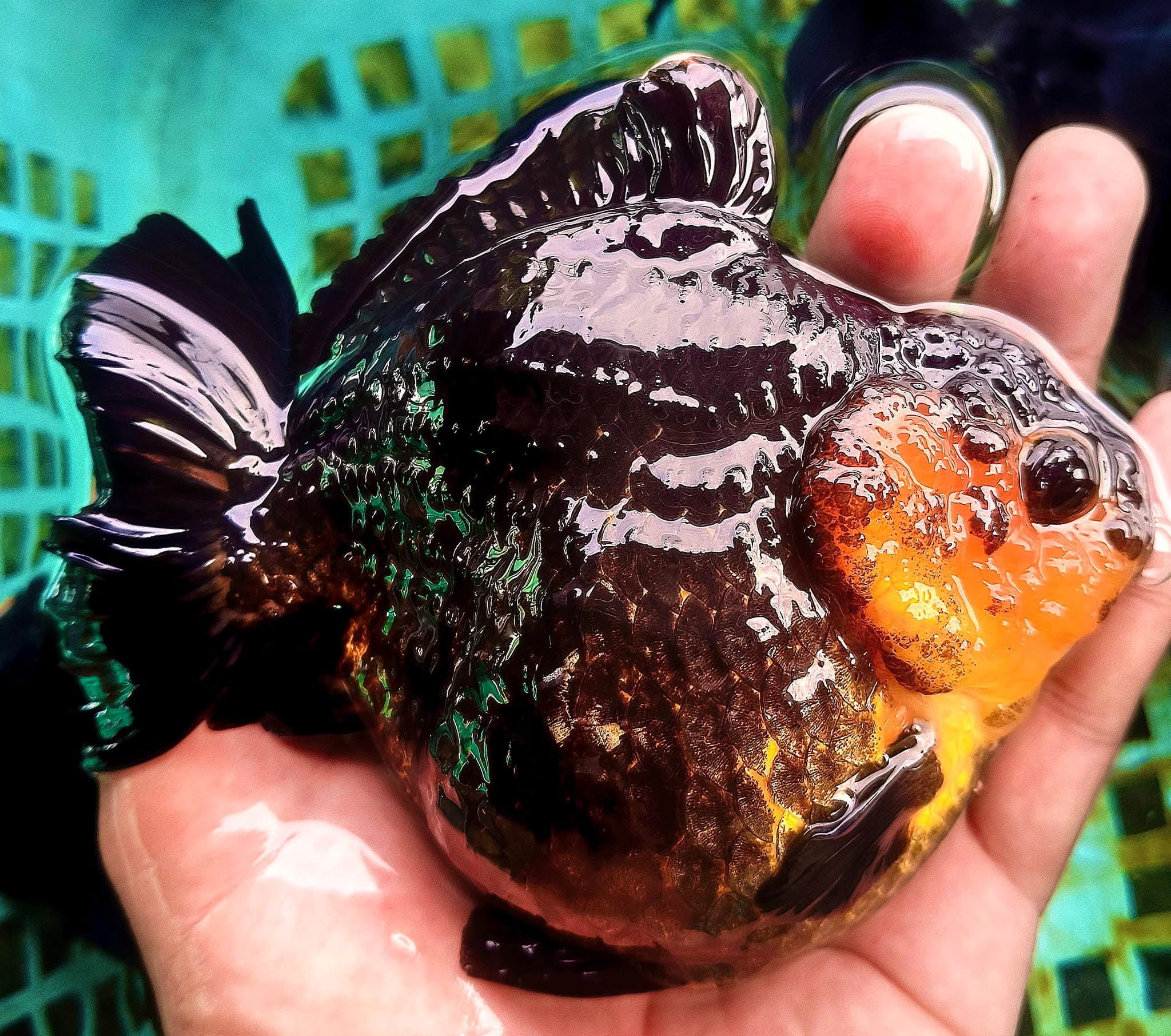 Live Fancy Goldfish Premium Thai Oranda Short Tail 3"-4" Body Apache, Panda, Tri-Color, Tiger (Our Choice)