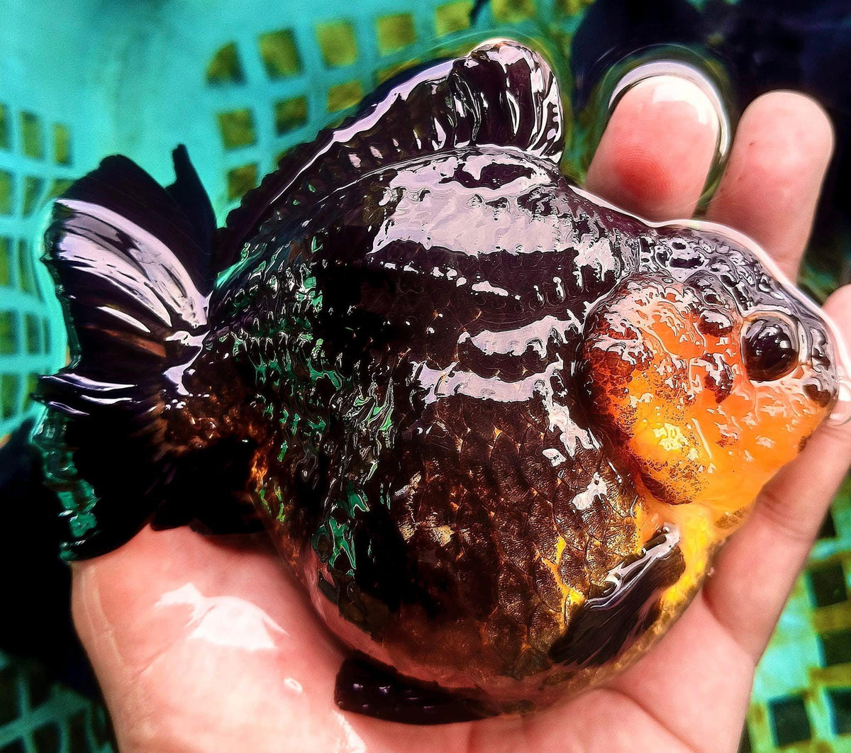 Mixed Pattern Short Tail Thai Oranda Goldfish, 3"-4" Body (Our Choice)