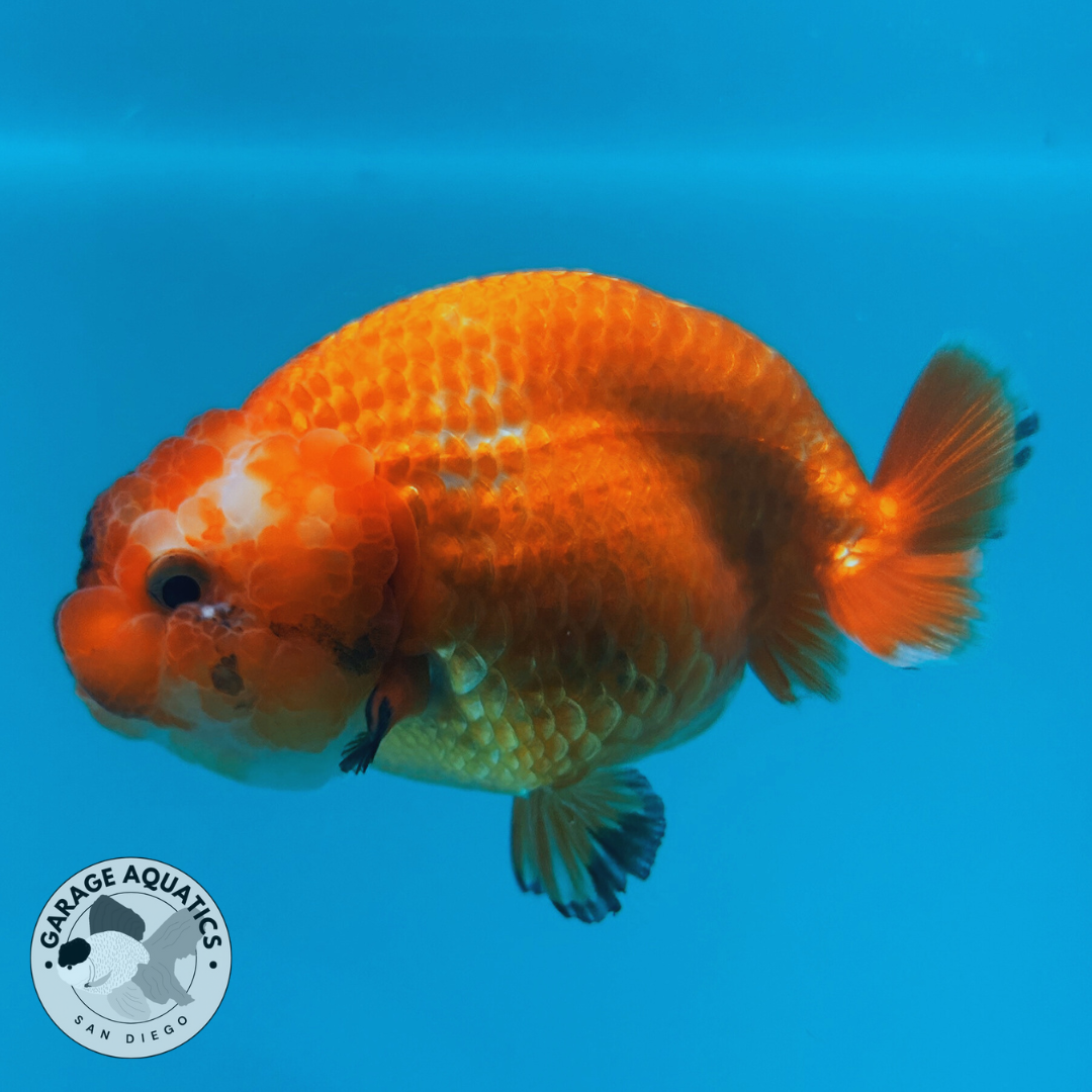 Live Premium Fancy Goldfish Lionchu Dragon Head Red/White 3” body