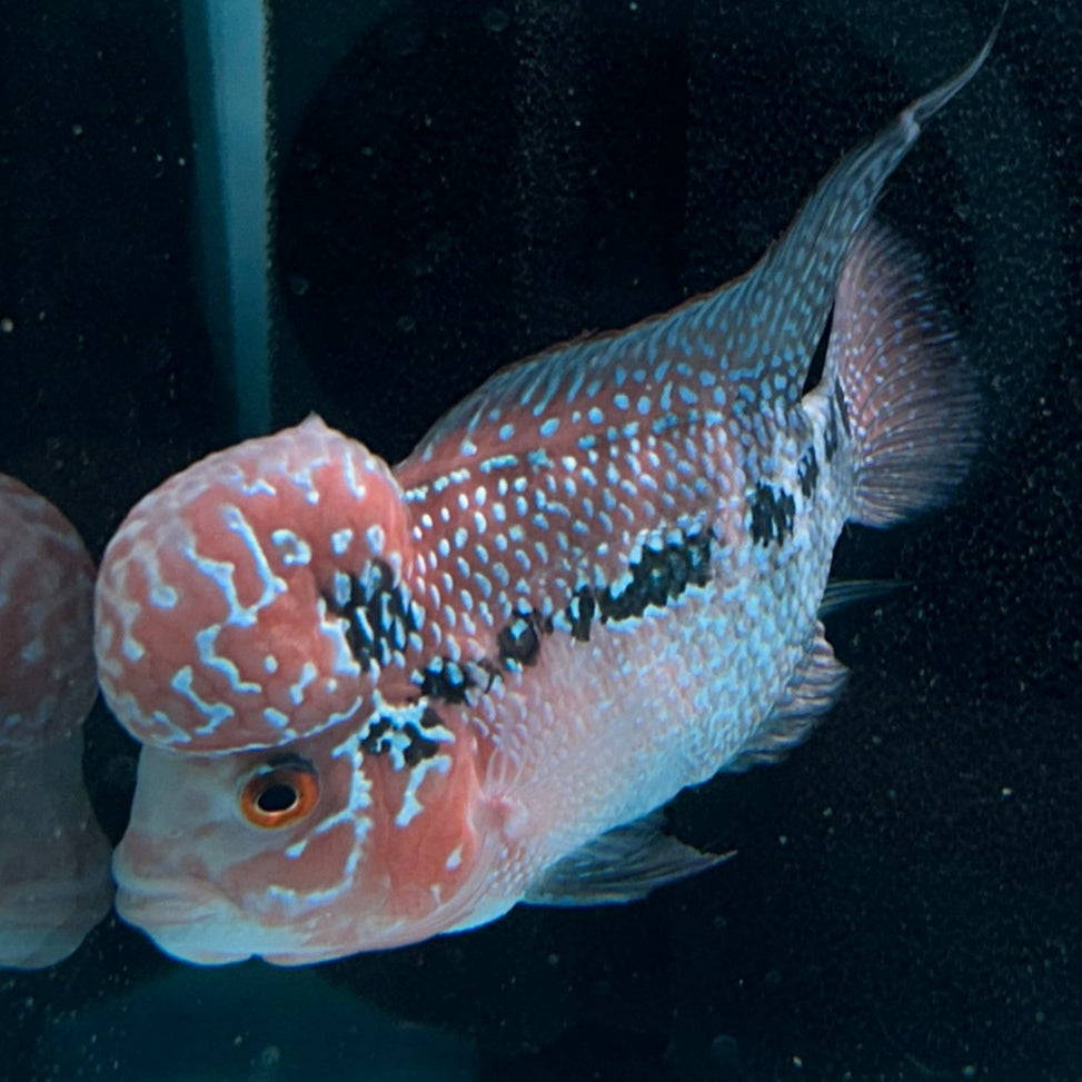 Super Red Dragon Flowerhorn MALE 4.5" inch King Kamfa BIG KOK (SRD06) D25-03