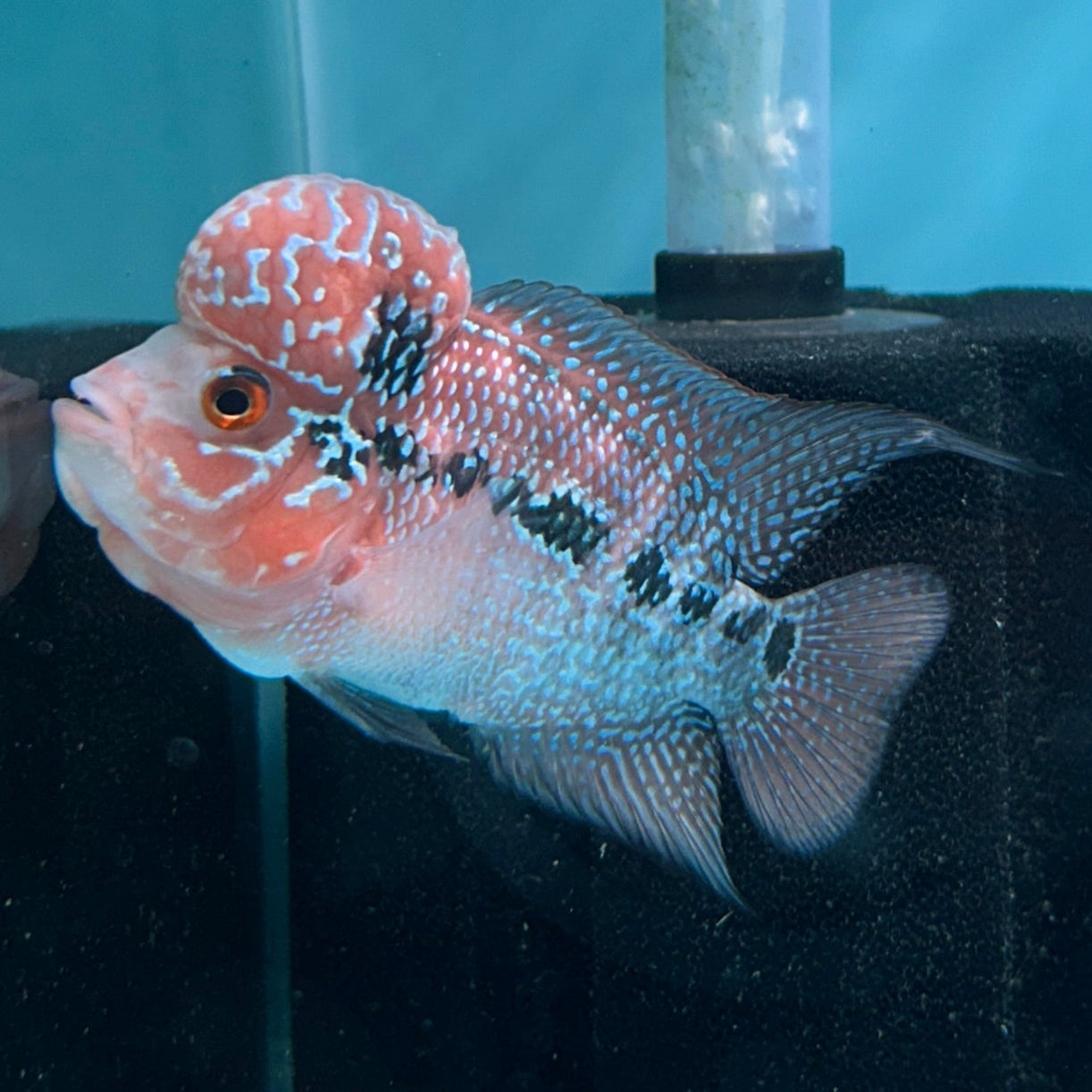 Super Red Dragon Flowerhorn MALE 4.5" inch King Kamfa BIG KOK (SRD06) D25-03