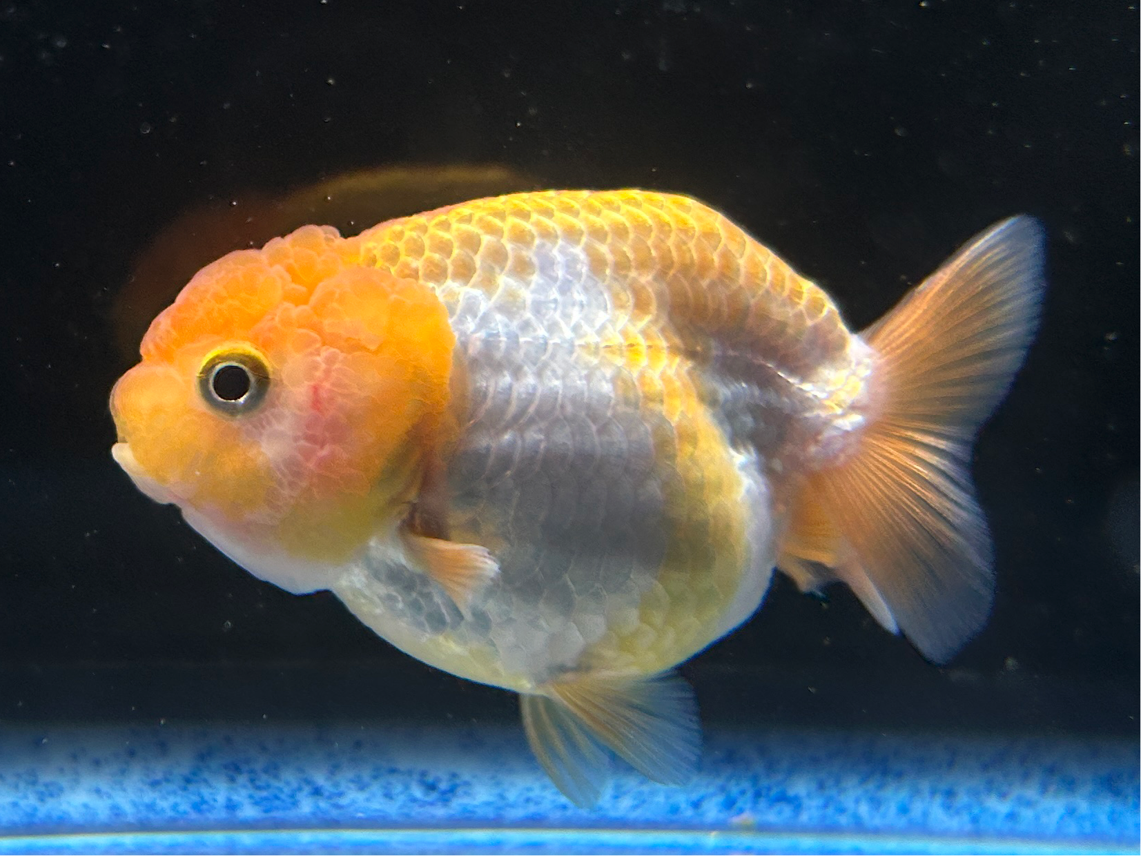 Thai Ranchu Red & White Male 3” Body 4 Months(JC-005)