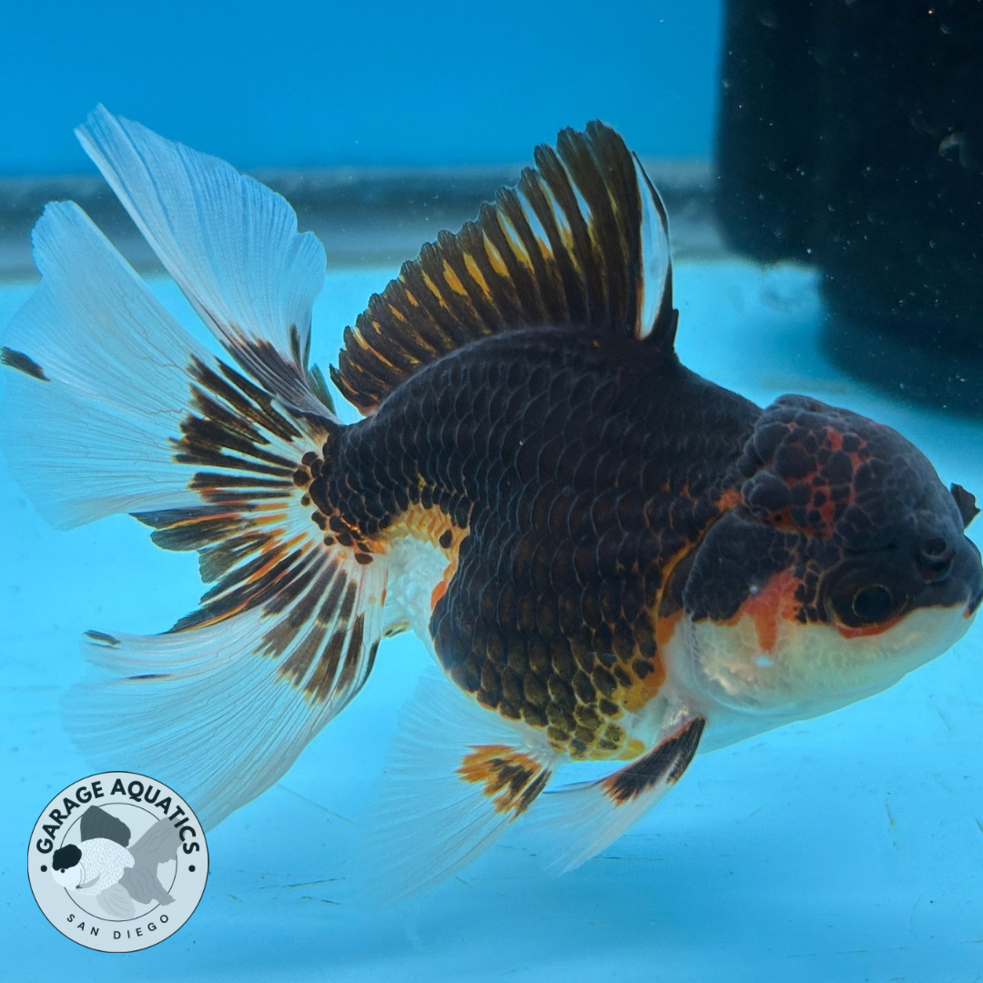 Thai Oranda Tri-Color Yuan Bao Orchid Tail Male 3β Body 7 Months (JC-038)