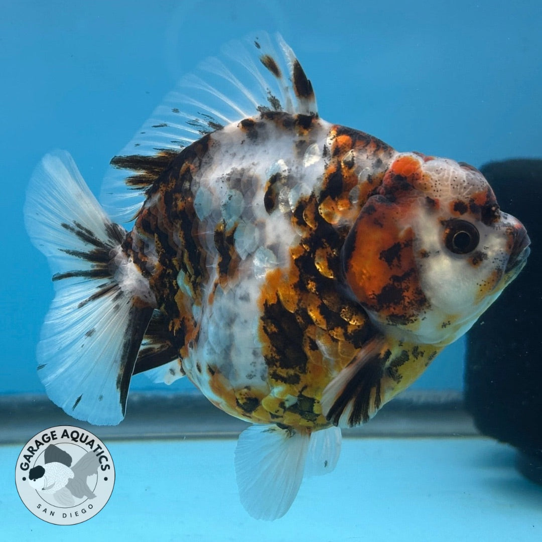 NK Thailand Thai Oranda Short Tail Tiger Calico 4” Body Female (JC-029) R1C4 (FREE 2 DAY SHIPPING)