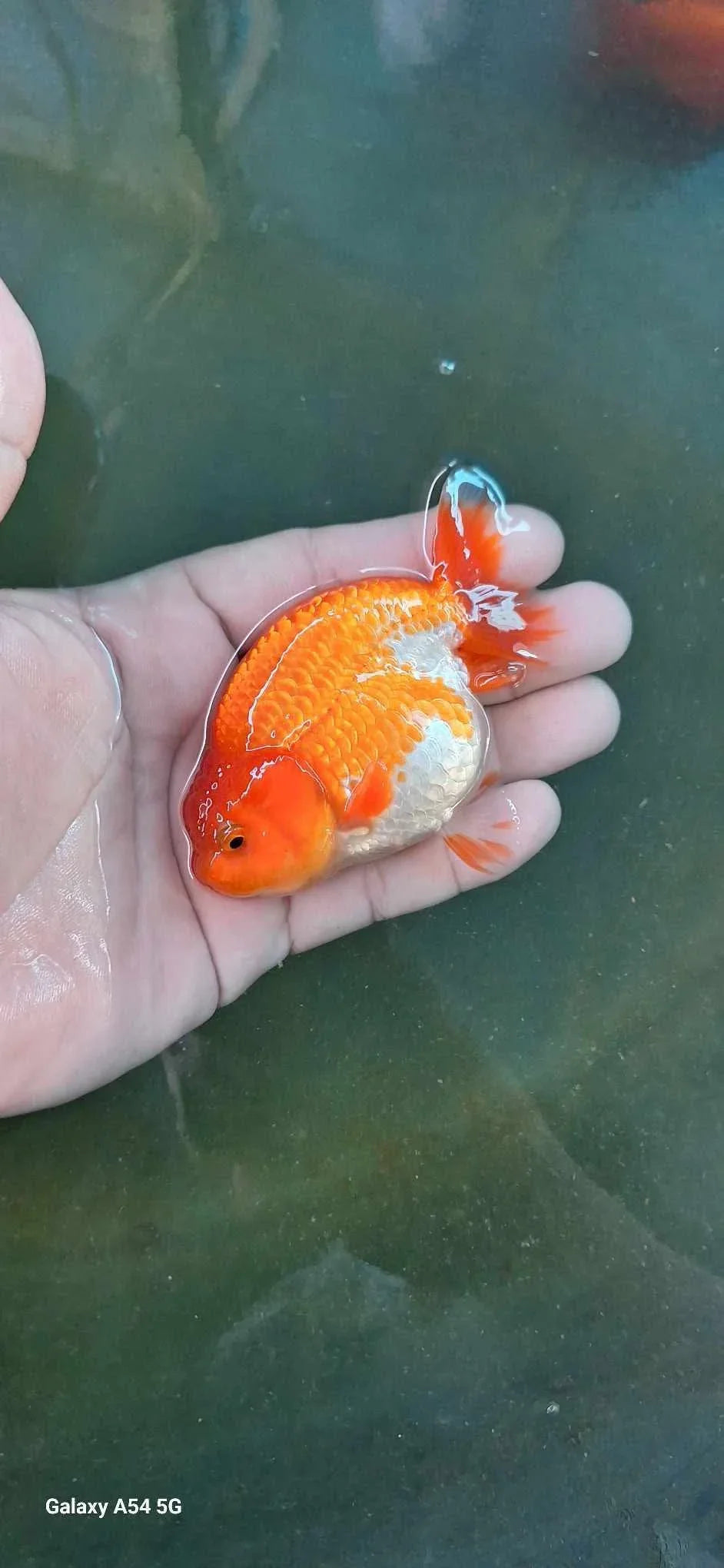 Red and White Thai Ranchu Goldfish, 3" Body 7 Months (Our Choice)