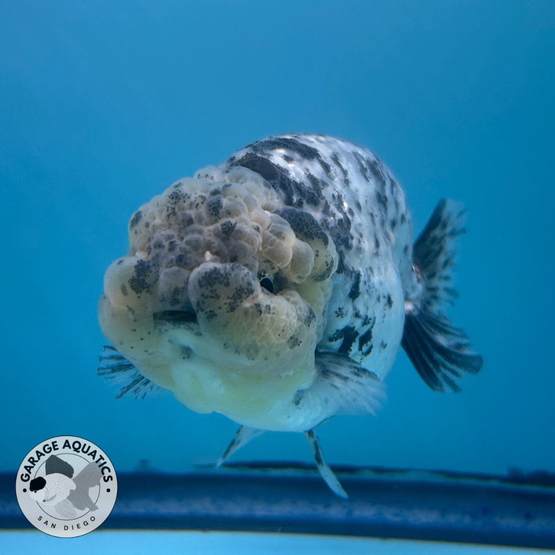 Live Fancy Goldfish Ranchu White Tiger Male 3.5β body 8 Months (JC-057)