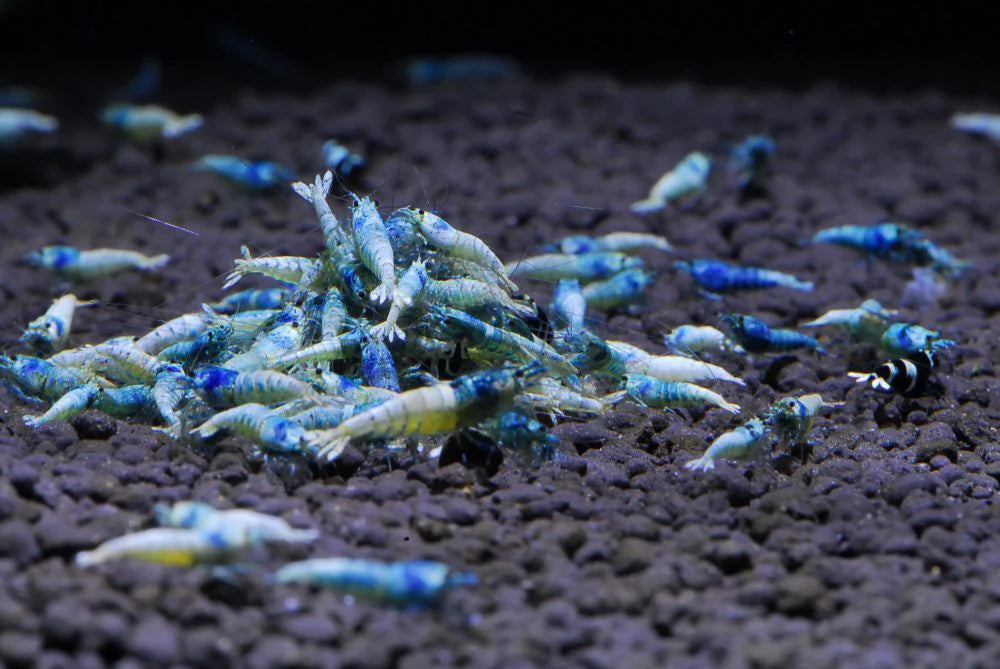 Live Freshwater Aquarium Shrimp Blue Bolt A/S Grade Shrimp (Caridina)