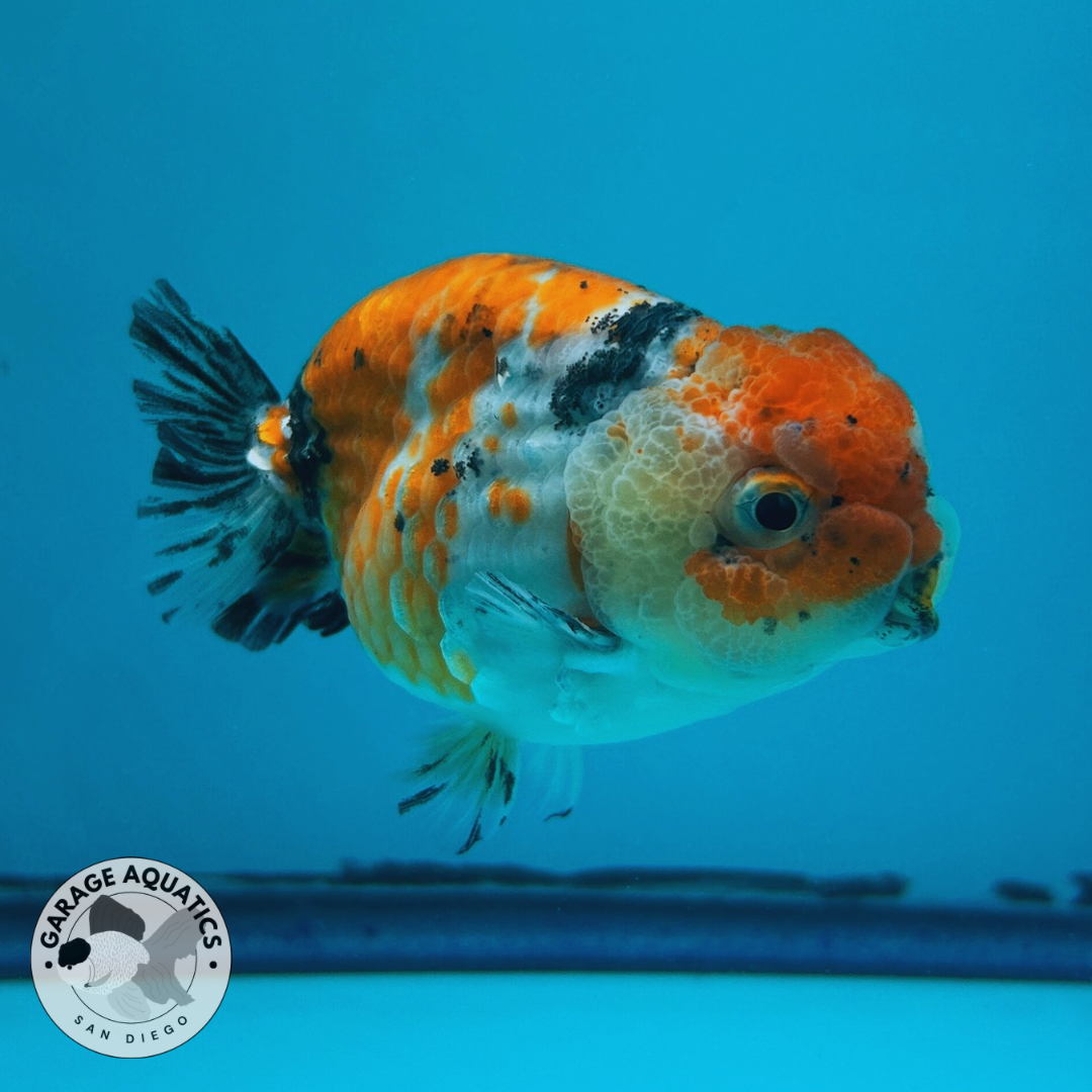 Live Premium Fancy Goldfish Ranchu Galaxy Calico Male 3.5” body 8 Months (JC-060)