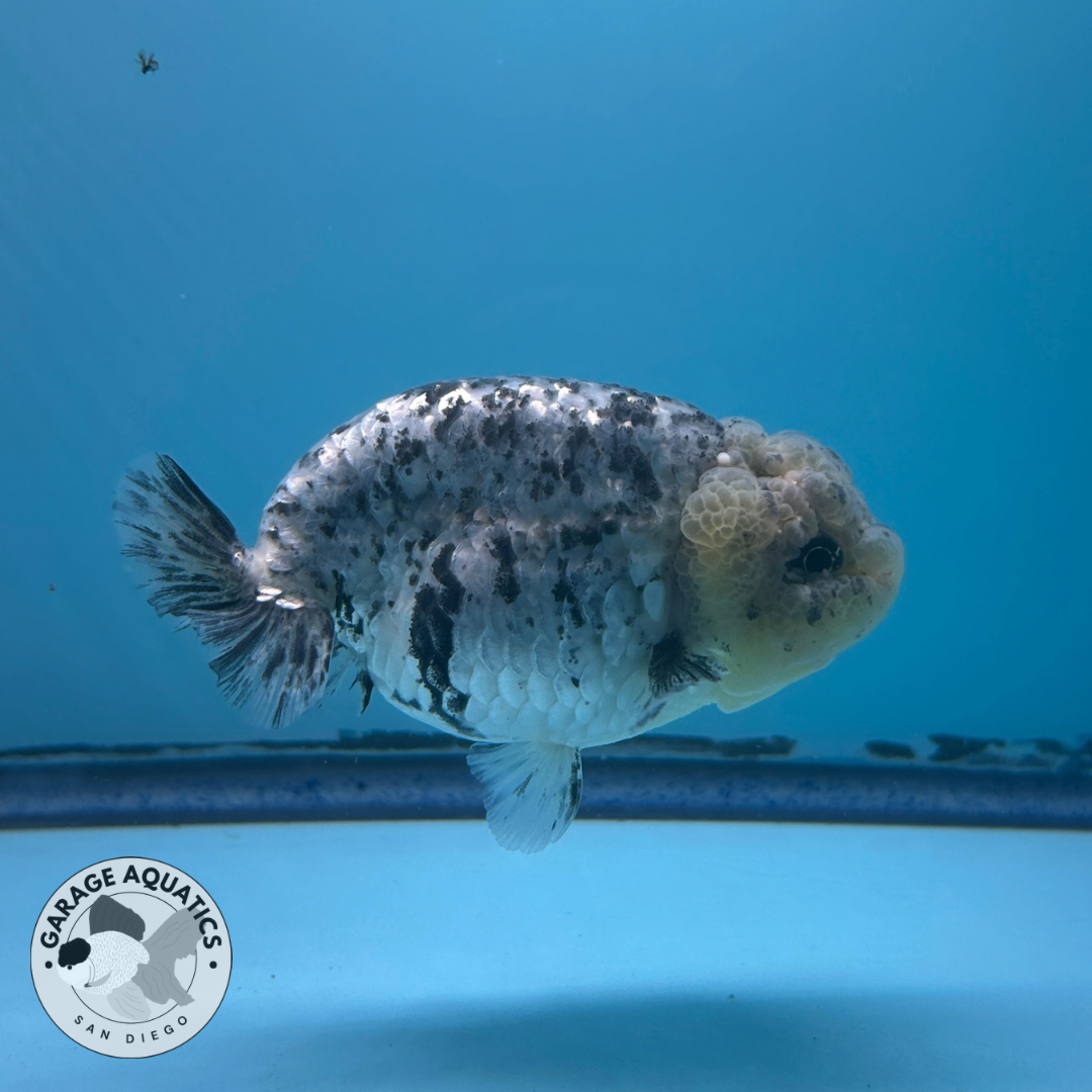 Live Fancy Goldfish Ranchu White Tiger Male 3.5” body 8 Months (JC-057)