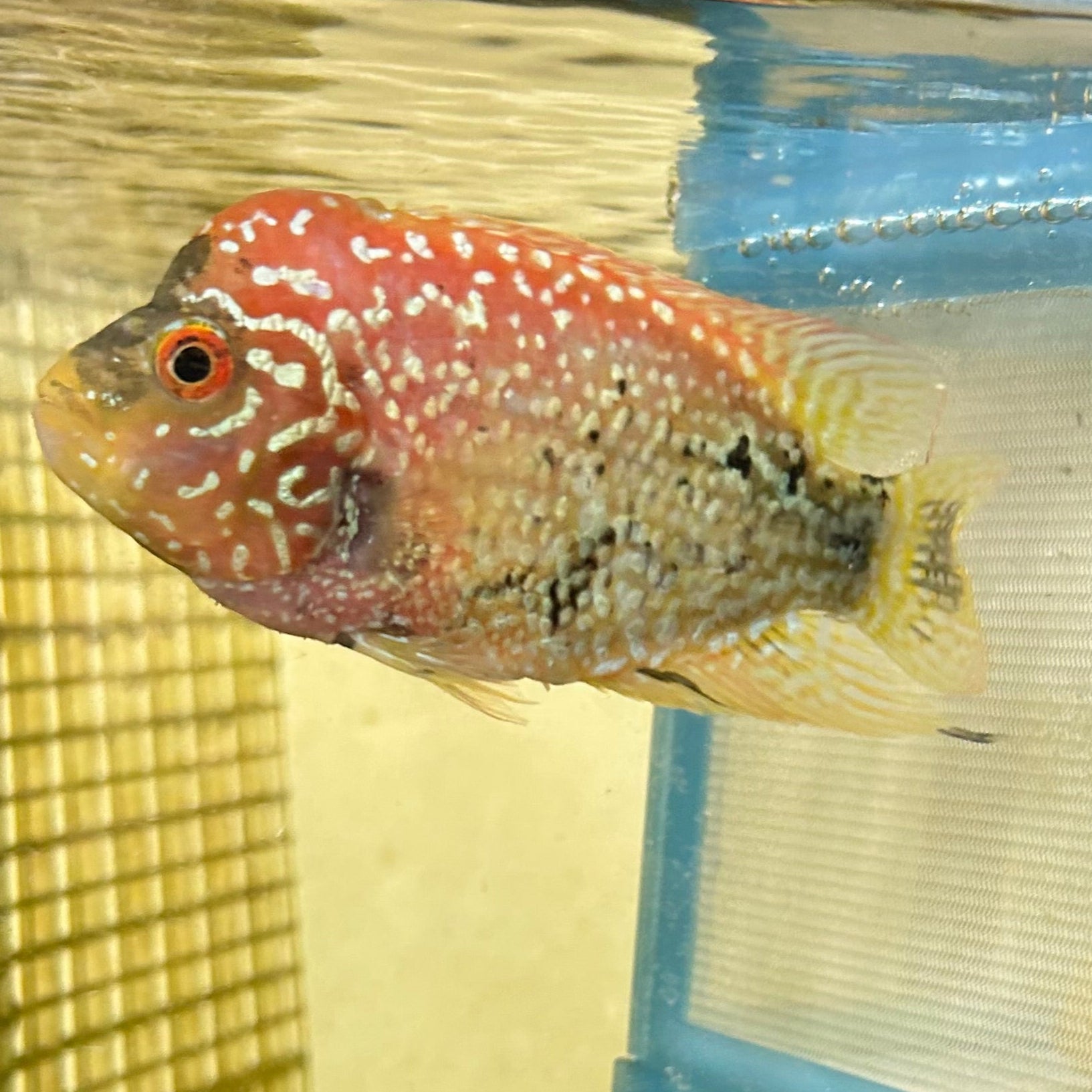Live Freshwater Golden Base Kamfa 5"+ Male Flowerhorn by Snow X Breed Thailand (FH-001)