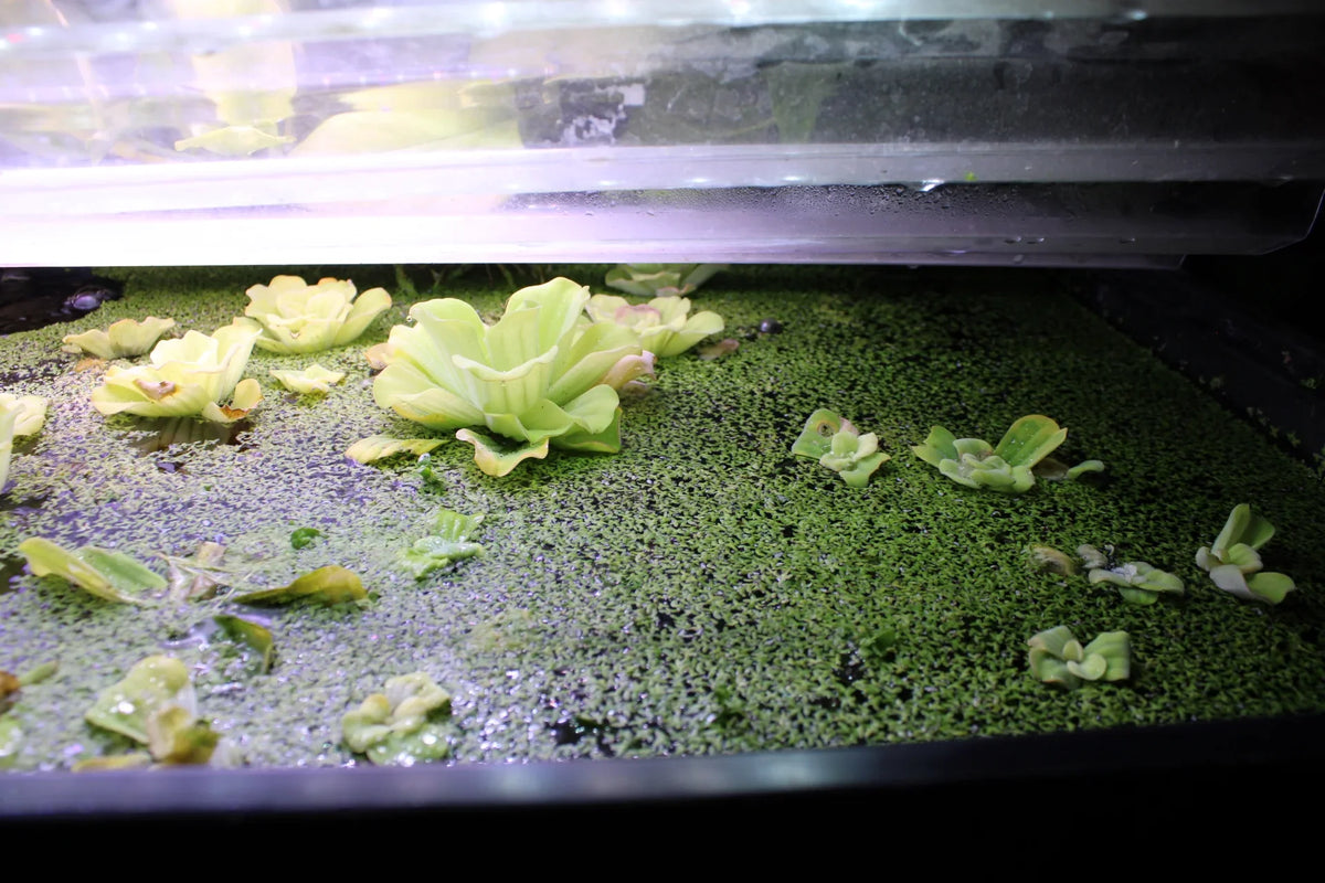 Floating duckweed plants in an aquarium providing natural algae control and fish food.