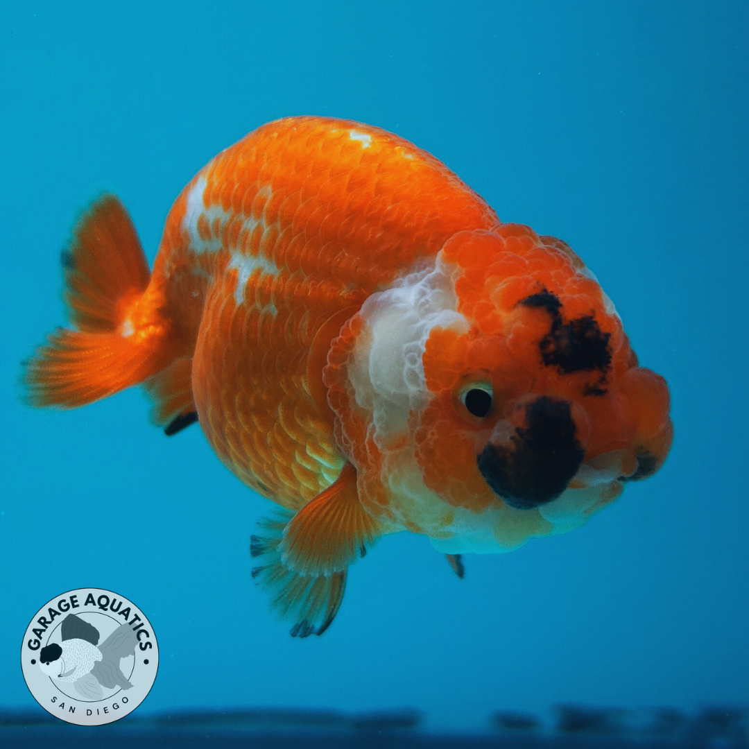 Live Premium Fancy Goldfish Lionchu Dragon Head Red/White 3” body