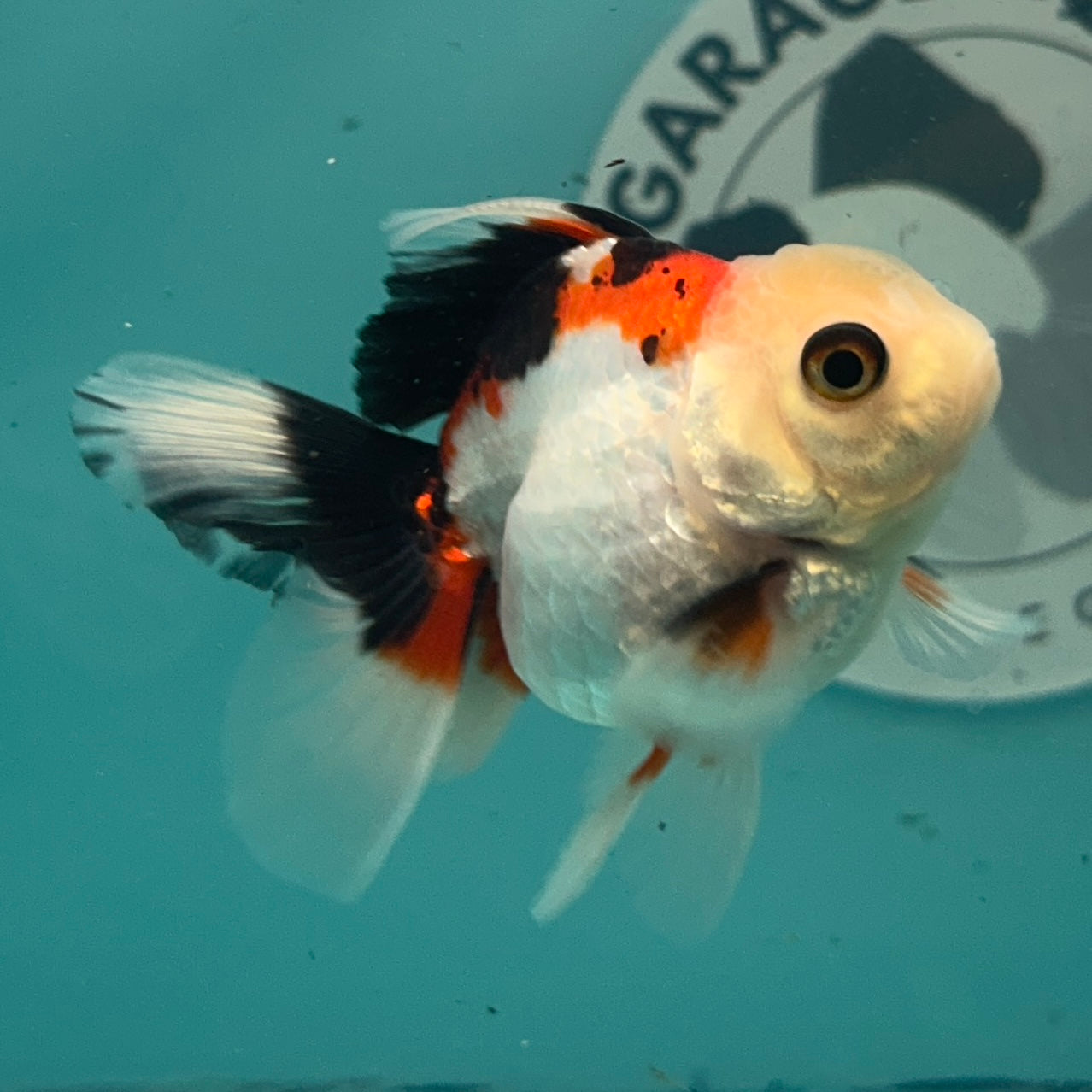 Live Premium Fancy Goldfish Thai Oranda Tri-Color 2.5" Male Body (SAK-005)