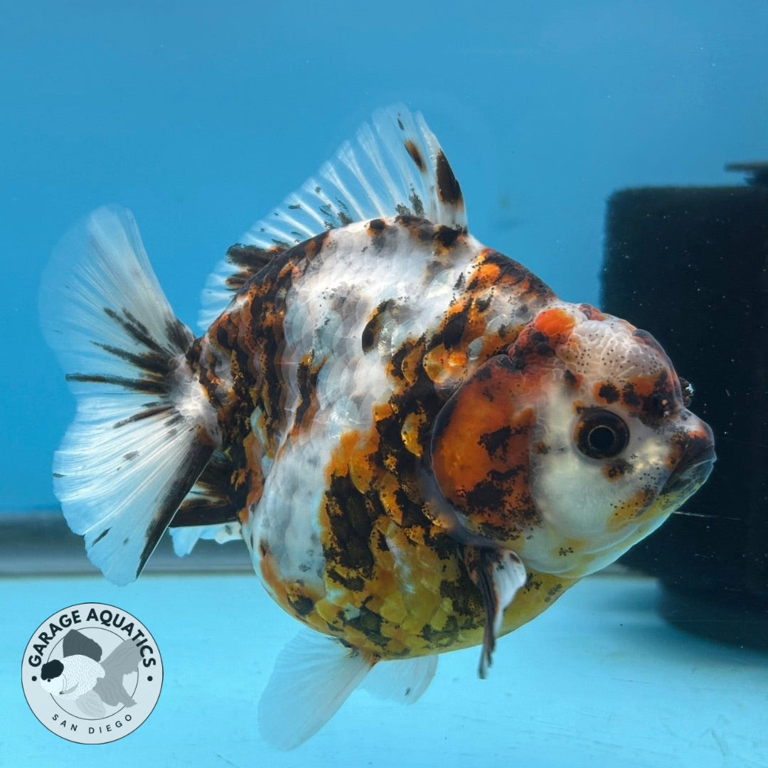 NK Thailand Thai Oranda Short Tail Tiger Calico 4” Body Female (JC-029) R1C4 (FREE 2 DAY SHIPPING)
