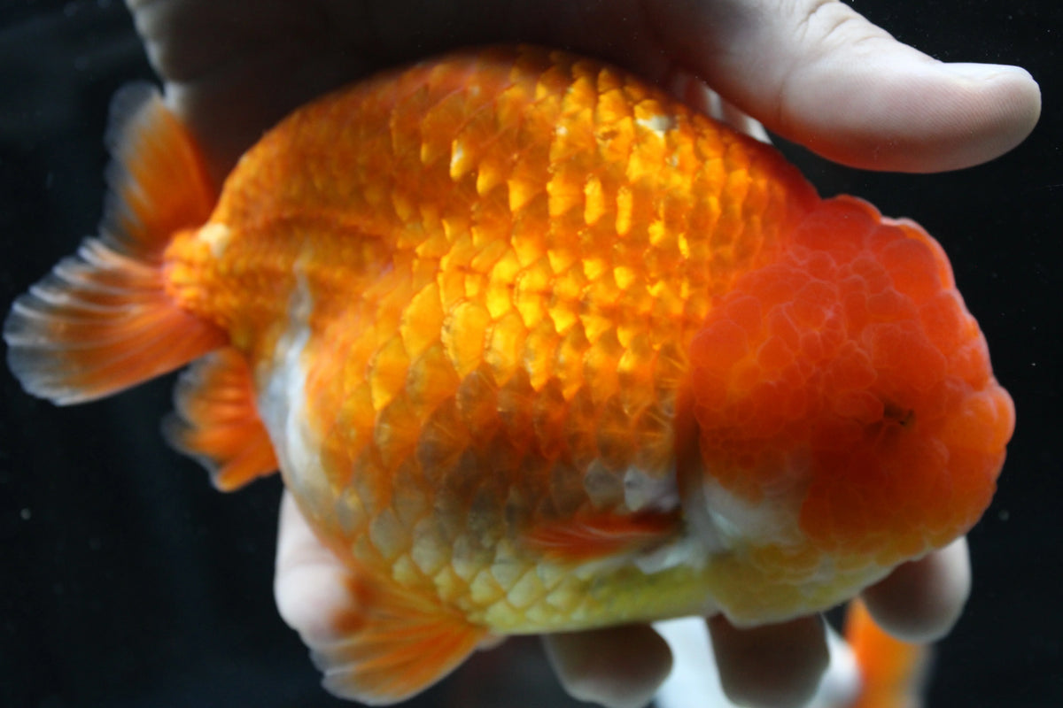 JUMBO/GIANT Thai Ranchu Lucky Red Short Tail 4.5" Strong Body Structure Male 9 Months