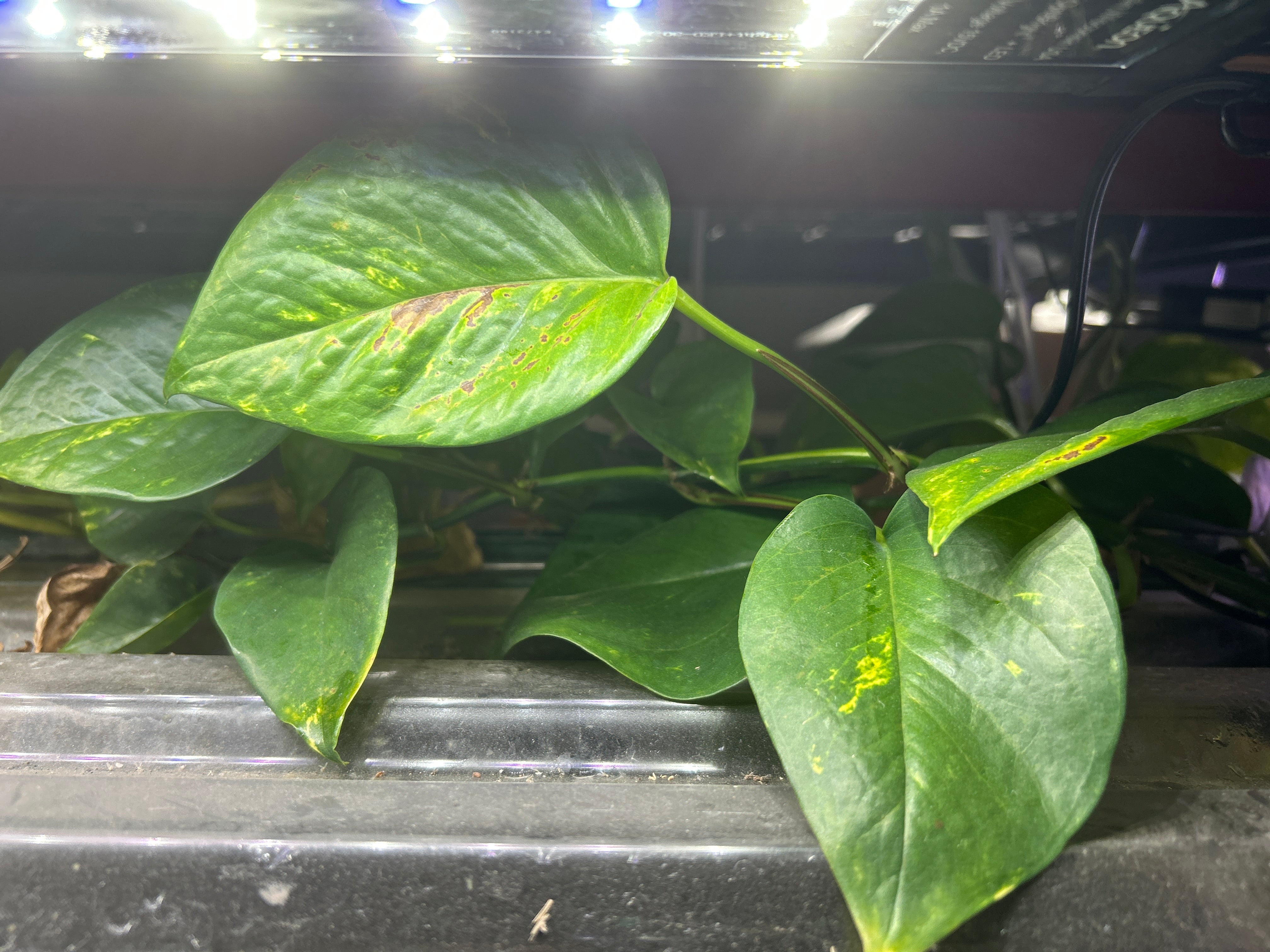 aquatic pothos Live Pothos Cuttings for Aquarium – Natural Nitrate Absorber & Algae Control – Easy Rooting Aquarium Plant – 4–6 Inch Stem – Garage Aquatics
