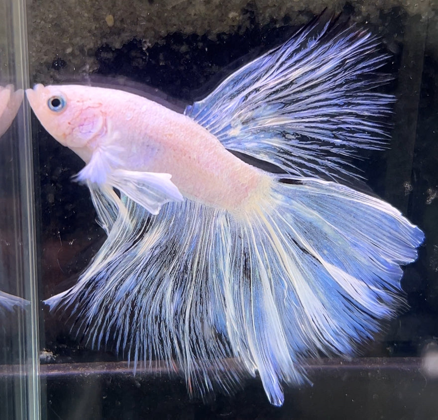 White Platinum Halfmoon Male Betta Fish (You pick) JAR#3 GBM-103