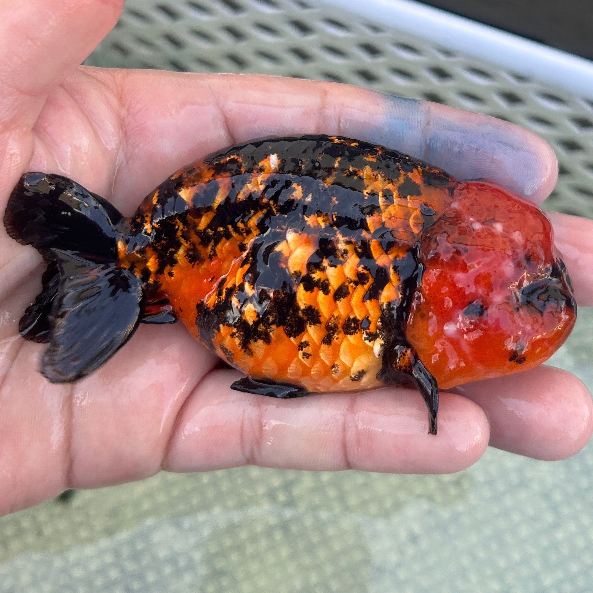 Live Premium Fancy Goldfish Thai Lionchu Red Tiger 3” body Male 5 Months (JC-140) BlackTub#2