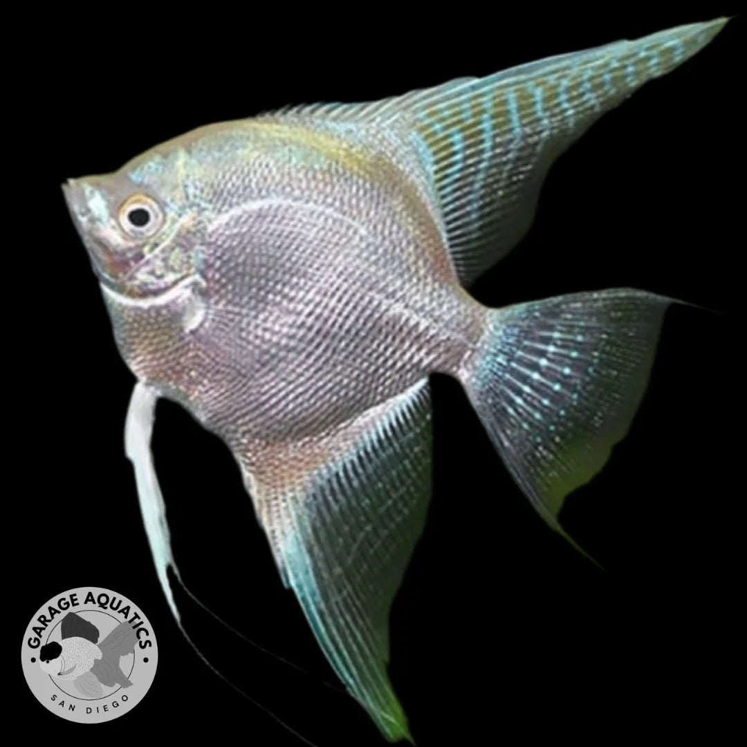 Diamond Koi Angelfish (Our Choice)