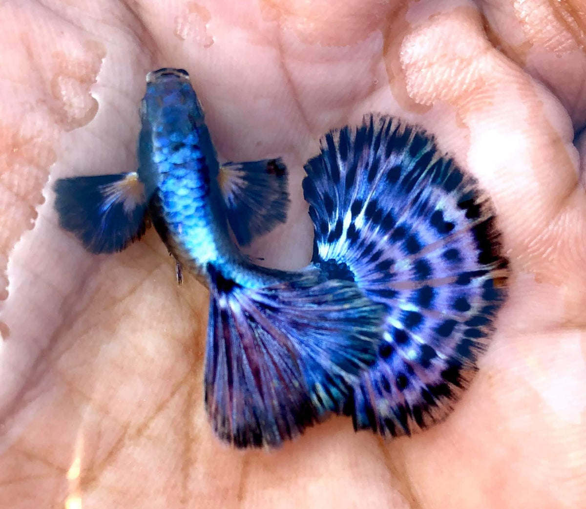 Live Fancy Guppy Fish Premium Quality Big Ear Lavender Mosaic XL
